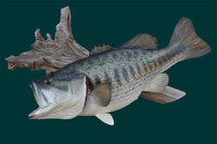12 lbs Largemouth Bass-