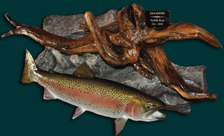 Rainbow Trout on drift wood and rock