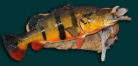 Peacock Bass and Piranha